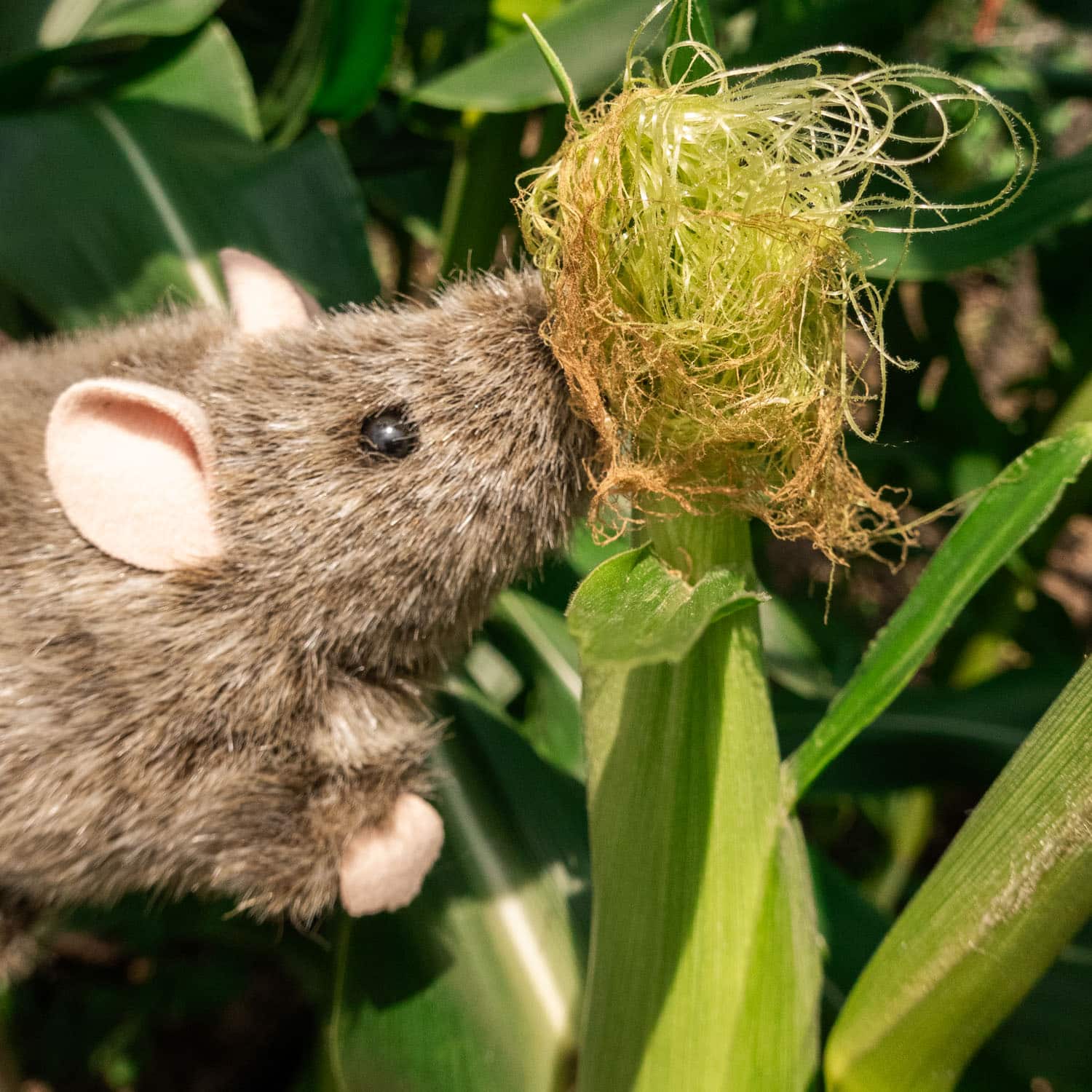 NYC Garden Survival: 10 Ways to Protect Your Corn From Rats